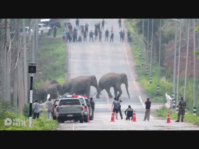 Тоже пешеходы