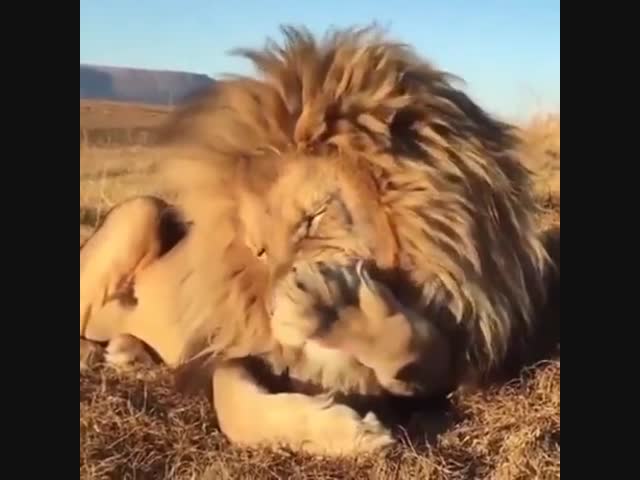 Как зевает царь зверей
