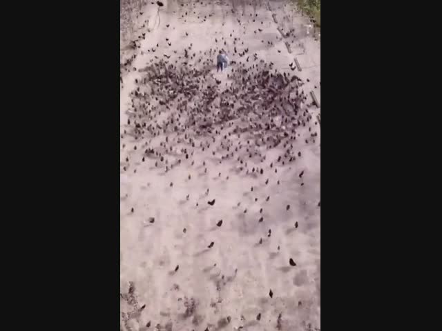 Пернатые друзья