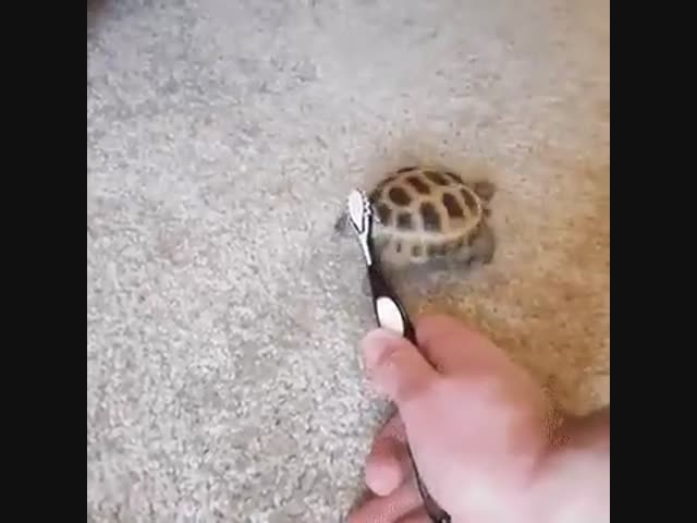 У черепашки зачесалось