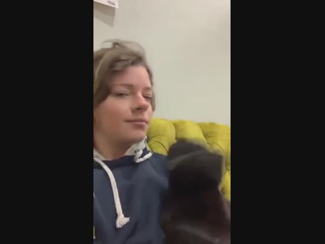 Вы когда-нибудь видели, как чихает кошка?