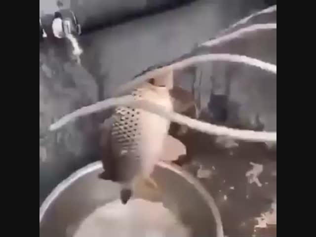 Когда попросили приготовить рыбу, а у тебя нет настроения