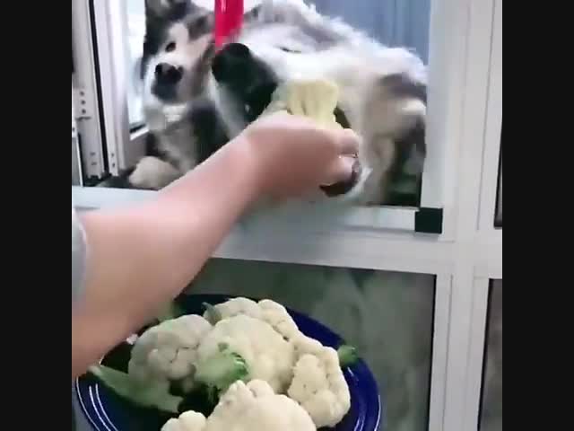 Мохнатые вегетаринцы