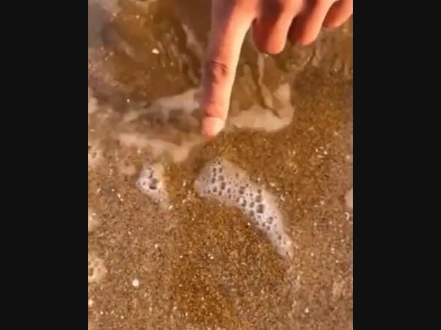 Кто скрывается под песком?