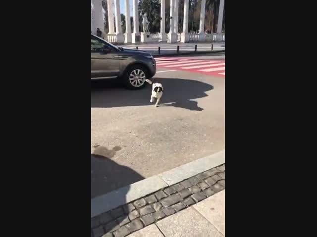 Собака следит за безопасностью пешеходов