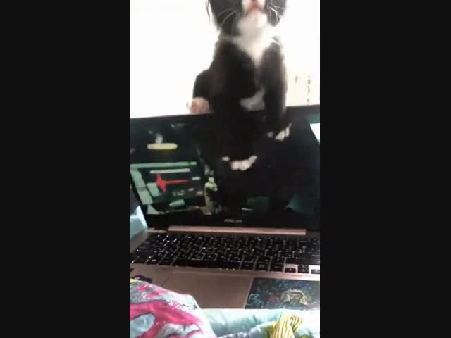 Хозяин, хватит заниматься ерундой!