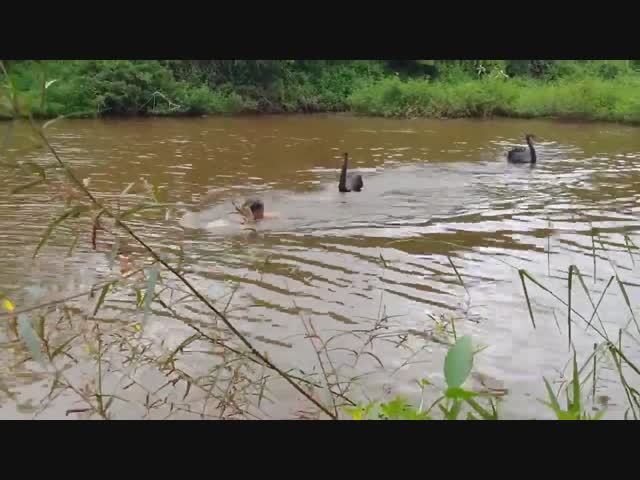 Лебедь напал на человека