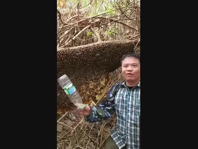 -Я вас не боюсь, глупые пчёлы!