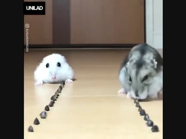 Хомяк задумался