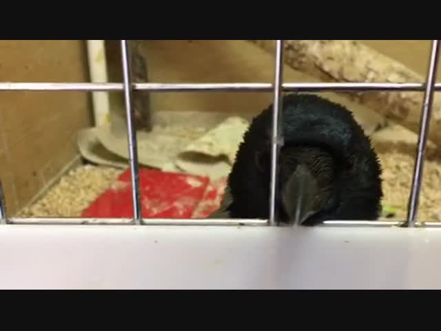 Старый знакомый