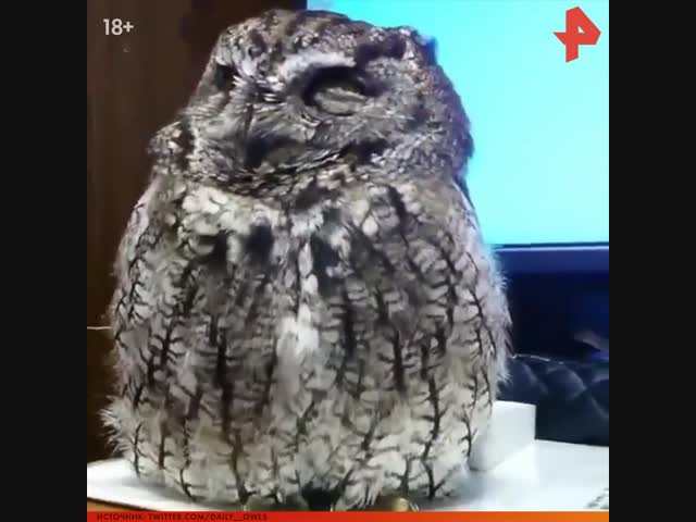 Сова смеётся