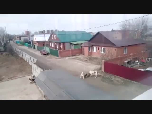 В Татарстане огромные алабаи разорвали овчарку