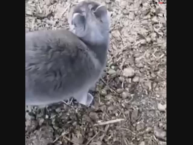 Случай с мышкой