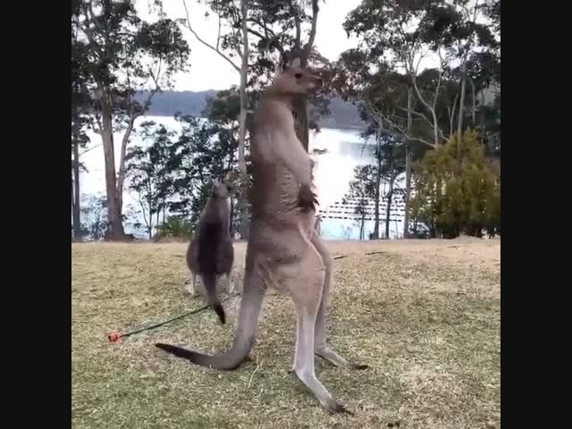 Как хорошо иметь такой хвост