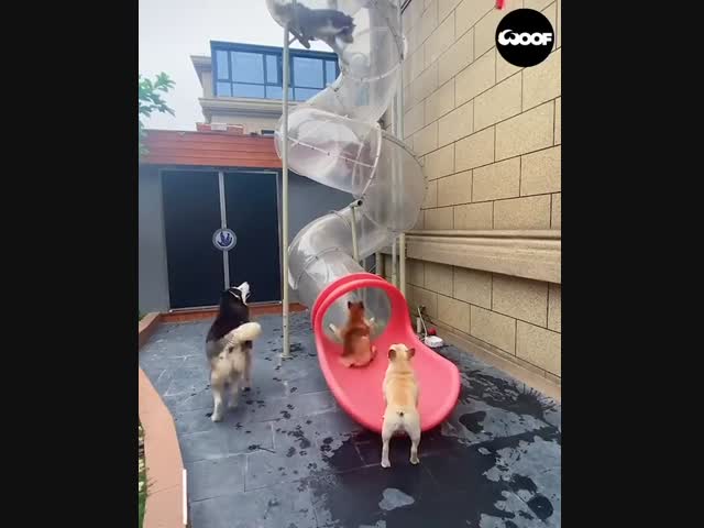 Собакопровод