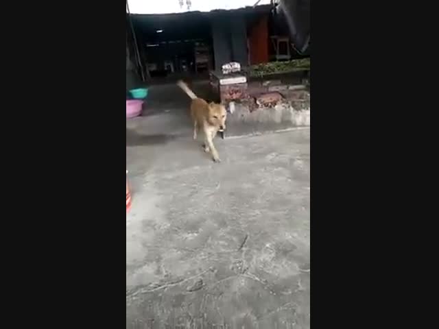 Собачий суицид