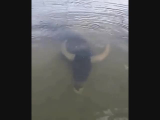 Странная рыбина...