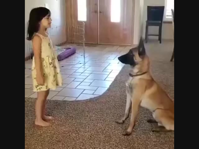 Собака, которую научили играть в прятки