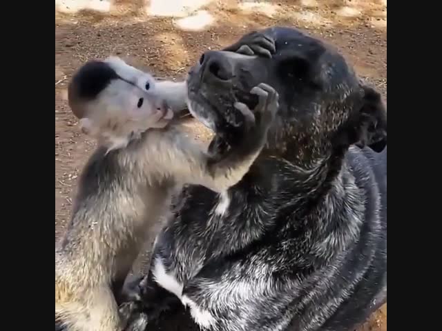 Это любовь!