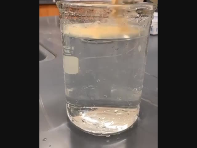 Ликоподий – споры плауна булавовидного