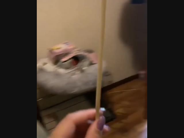 Кажется, этот котик немножко пёс