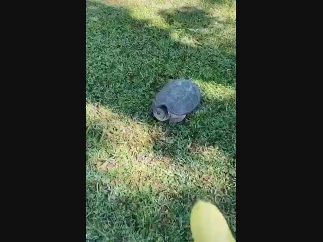 Какая милая черепашка