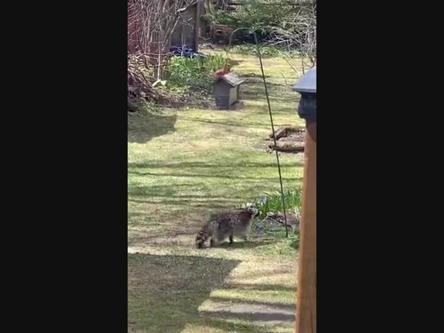 Енот, готовый заниматься гимнастикой ради корма