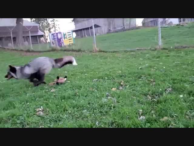 Лисы хохочут