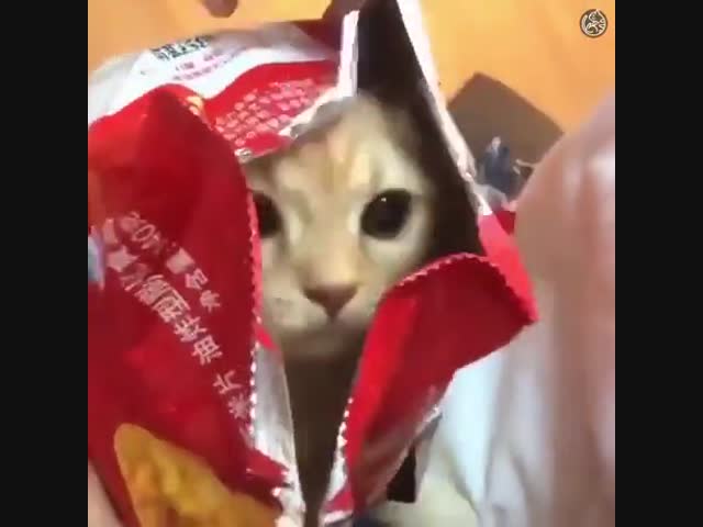 Новый сорт чипсов