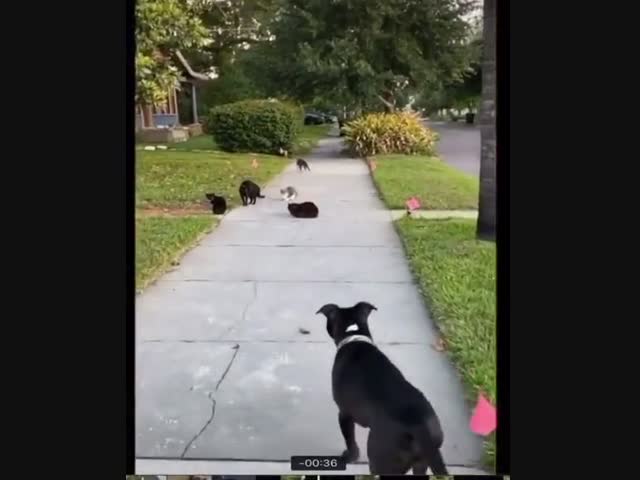 Чужая территория