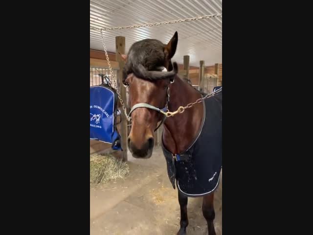 Оригинальная шапка