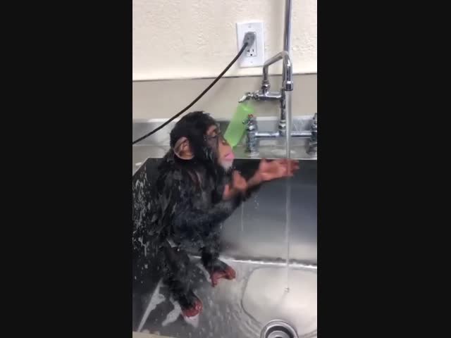 Не забываем умываться