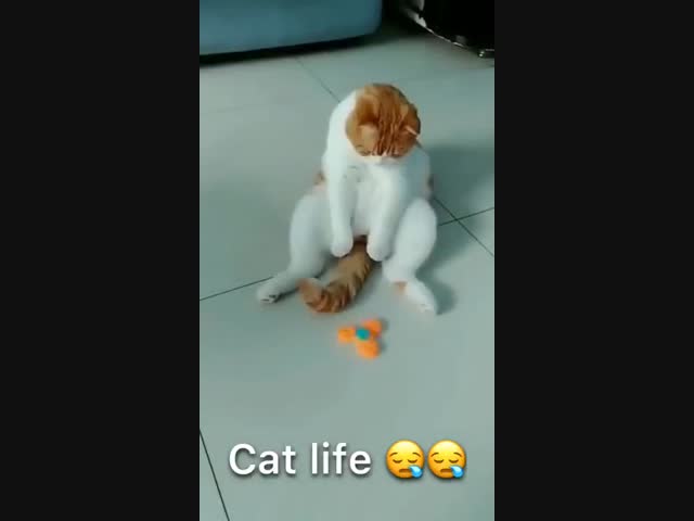 Кошачья жизнь