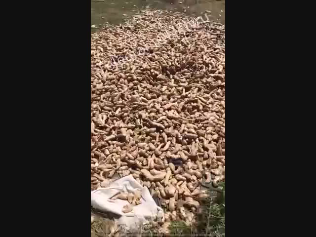 В Дагестане имбирь выбрасывают на свалку тоннами