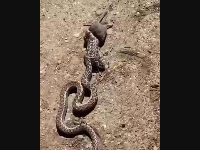 Змея хотела съесть крысу, но крыса прогрызла её