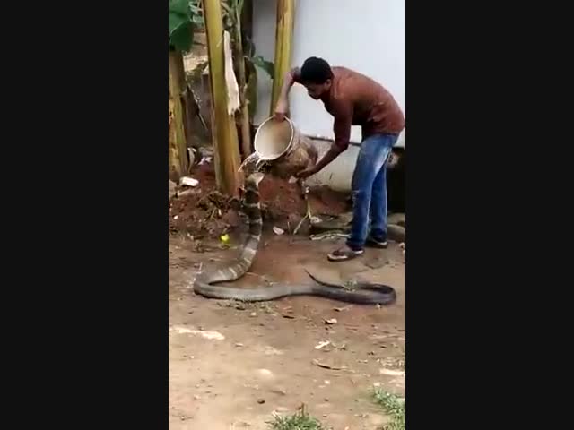 Индус спасает королевскую кобру от летнего зноя