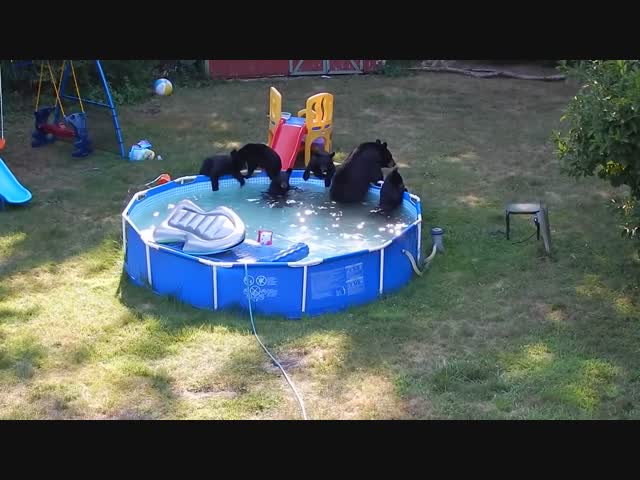Семейство медведей искупалось в бассейне