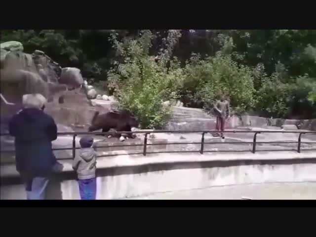 Пьяный посетитель зоопарка в Варшаве искупался в вольере с медведем