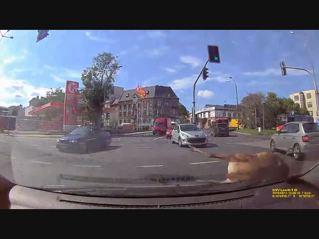 Пешеход-нарушитель в польском Бельско-Бяла