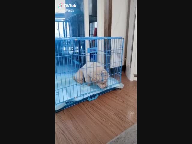 Пёс знает, что такое вентиляция