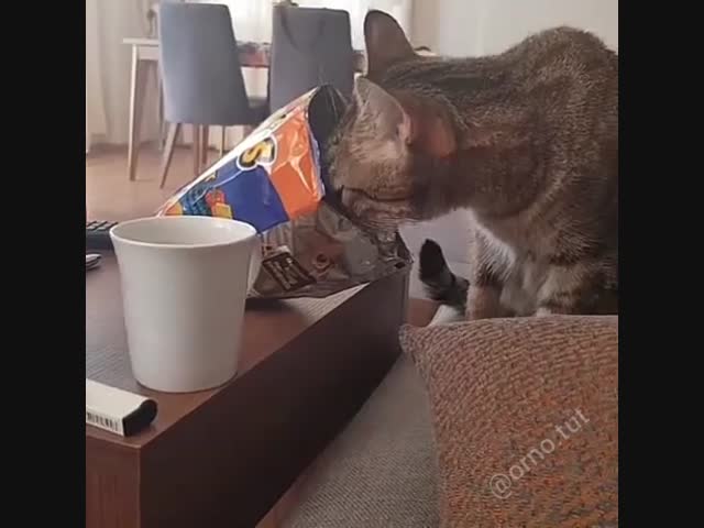 Кот, который слишком сильно любит чипсы