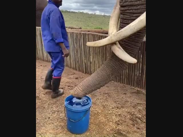 Один глоток и ведра нет