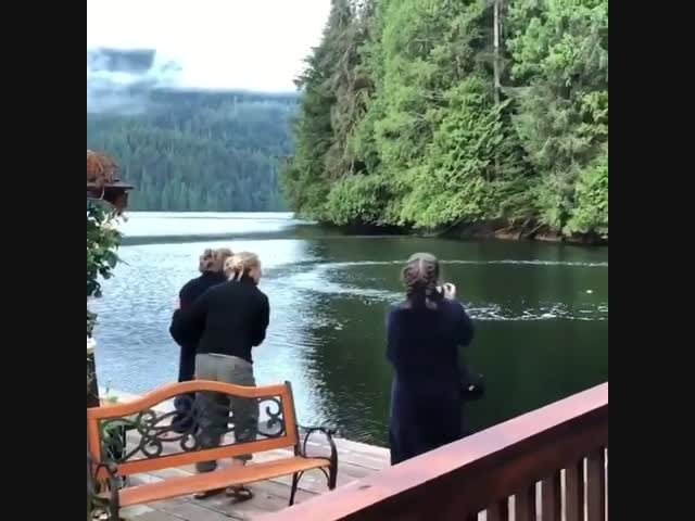 Китовое шоу