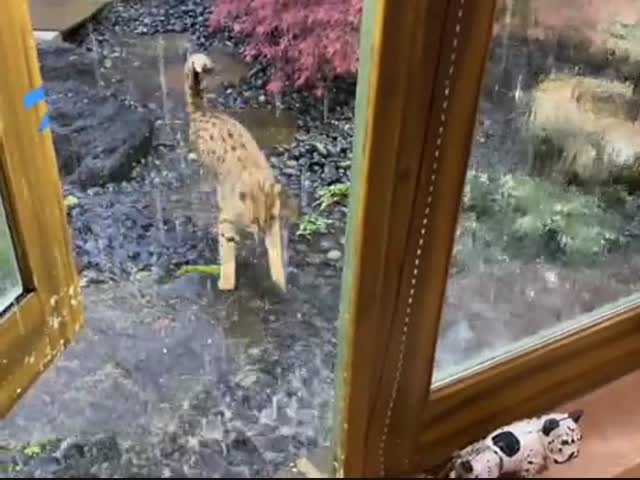 Кошка первый раз увидела дождь