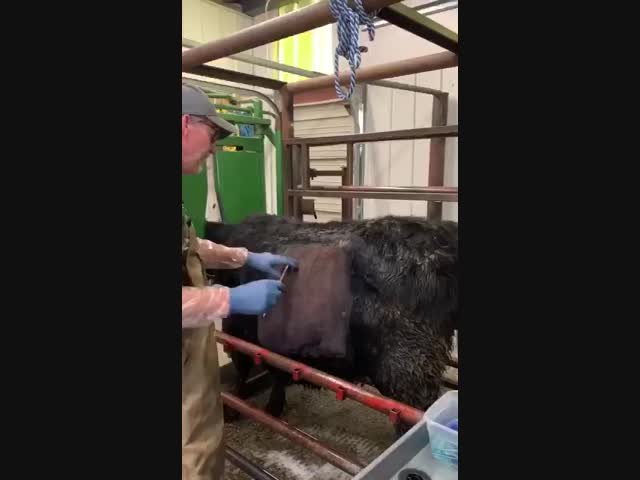 Кесарево - корове