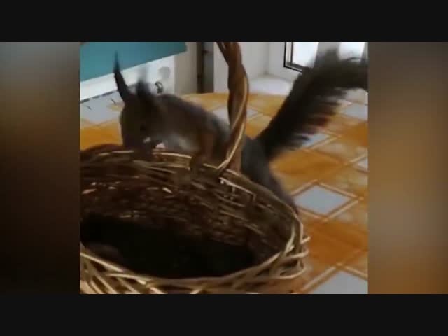 Смелая  белка, но не очень умная