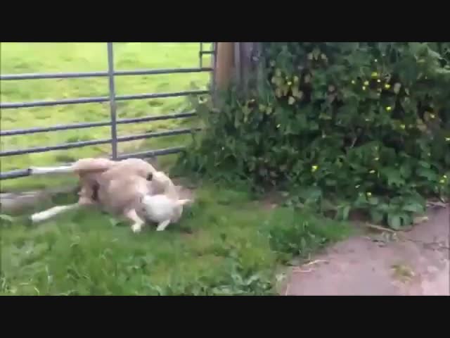 Овечке не хватило подъемной силы