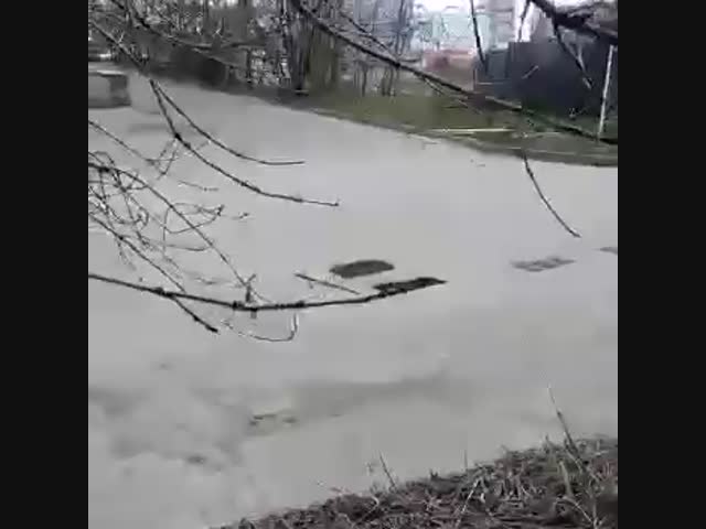 В Москве утята провалились в водосток, а мама-утка бегала вокруг и звала малышей