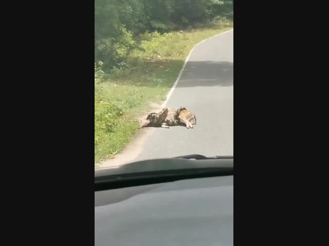 Отбил оленя у питона