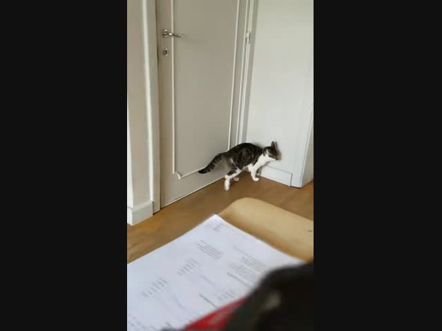 В кота вселился ниндзя